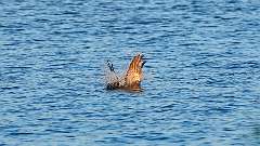 3: osprey-fish_0236