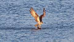 6: osprey-fish_0246