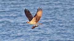 8: osprey-fish_0327