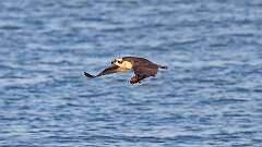 9: osprey-fish_0328