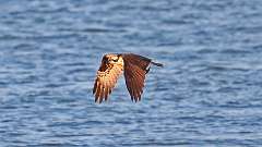 10: osprey-fish_0329