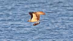 11: osprey-fish_0330