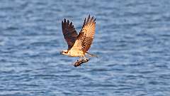 12: osprey-fish_0331