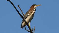 1: green heron 0C3_0103