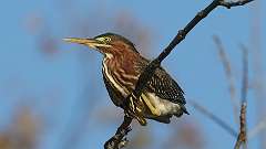 5: green heron 0C3_0190