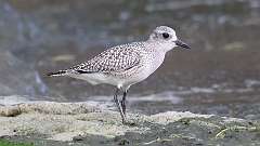 1: Black-bellied Plover 0C3_0118