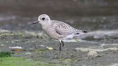 4: Black-bellied Plover 0C3_0142