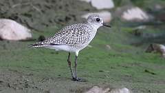 2: Black-bellied Plover 0C3_0163