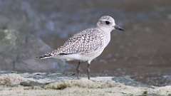 3: Black-bellied Plover 0C3_0181