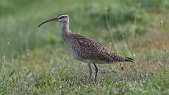 4: Whimbrel 0C3_0025