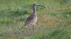 5: Whimbrel 0C3_0037