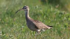 6: Whimbrel 0C3_0331