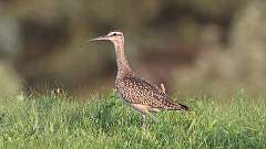 8: Whimbrel 0C3_0775