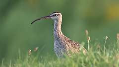 1: Whimbrel 0C3_1054