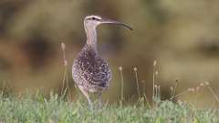 2: Whimbrel 0C3_1354