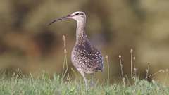 3: Whimbrel 0C3_1363