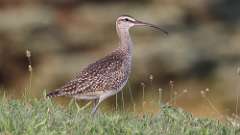 10: Whimbrel 0C3_1441