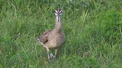 9: Whimbrel 0C3_1510