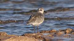 1: Black-bellied Plover 0C3_0397