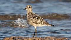 2: Black-bellied Plover 0C3_0412