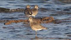 3: Black-bellied Plover 0C3_0553