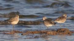 4: Black-bellied Plover 0C3_0691