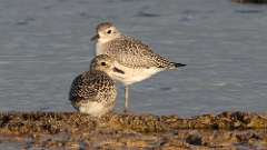 6: Black-bellied Plover 0C3_0696