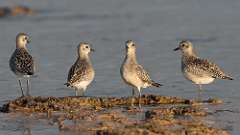 7: Black-bellied Plover 0C3_0711