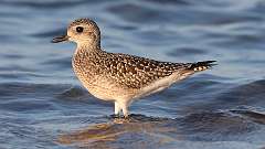 5: Black-bellied Plover 0C3_0724