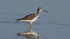 1: Greater Yellowlegs 0C3_0124