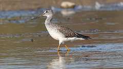 2: Greater Yellowlegs 0C3_0160