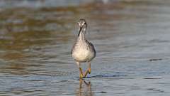 3: Greater Yellowlegs 0C3_0178