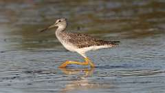 4: Greater Yellowlegs 0C3_0181