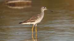 5: Greater Yellowlegs 0C3_0244