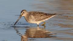 3: Long-billed Dowitcher 0C3_0568