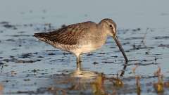 4: Long-billed Dowitcher 0C3_0622