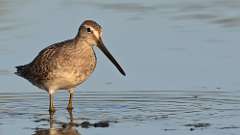 1: Long-billed Dowitcher 0C3_0640