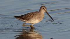 5: Long-billed Dowitcher 0C3_0809