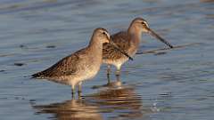 6: Long-billed Dowitcher 0C3_0829