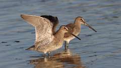 7: Long-billed Dowitcher 0C3_0834