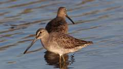 2: Long-billed Dowitcher 0C3_0937