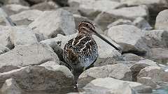 2: wilsons snipe 0C3_0039