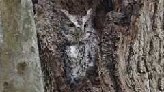 1: Eastern Screech-Owl 0C3_0051