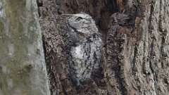 2: Eastern Screech-Owl 0C3_0097