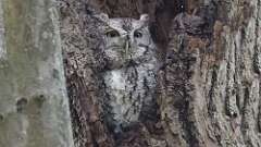 3: Eastern Screech-Owl 0C3_0130