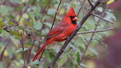 5: Northen cardinal 0C3_0274