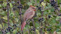 7: Northern Cardinal 0C3_0322