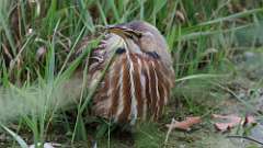 1: American Bittern 0C3_0013