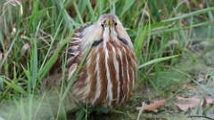 4: American Bittern 0C3_0018