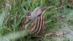 5: American Bittern 0C3_0025